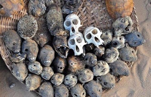 Рынок вуду в Африке. 05