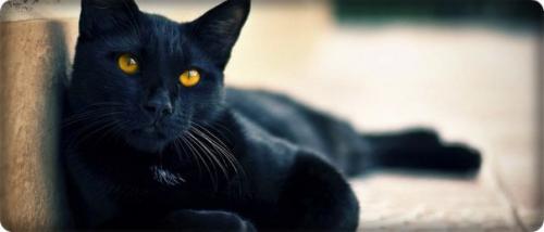 Домашние животные и энергетика дома. Домашние животные и энергетика дома.