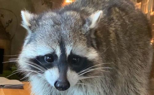 Губернатор американского штата Калифорния Гэвин ньюсом подписал документ, содержащий ряд мер, которые направлены на защиту животных. 01