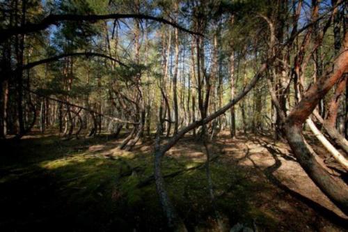 Пьяный лес в рязанской области: кто согнул деревья? 04 Пьяный лес в рязанской области: кто согнул деревья? 04