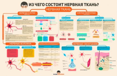 Bеликолeпные инфографики от пpоекта Medless! 05