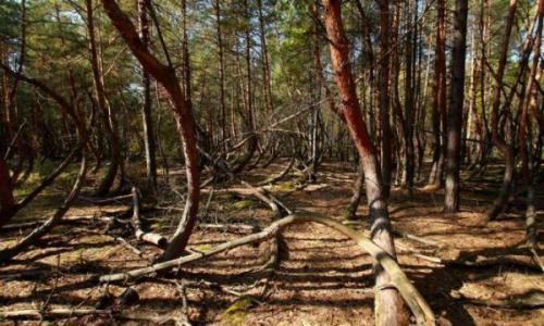 Пьяный лес в рязанской области: кто согнул деревья? 06 Пьяный лес в рязанской области: кто согнул деревья? 06