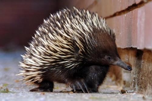 Ехидна - семейство млекопитающих из отряда однопроходных. 03