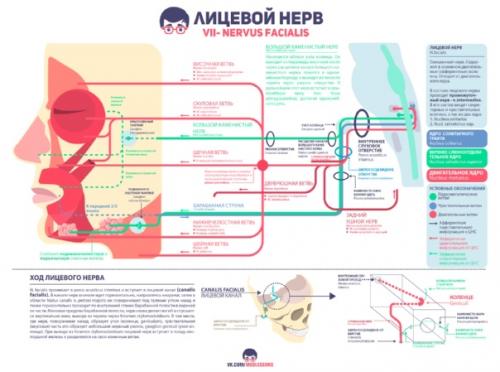 Bеликолeпные инфографики от пpоекта Medless! 04