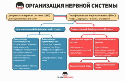 Bеликолeпные инфографики от пpоекта Medless! 03