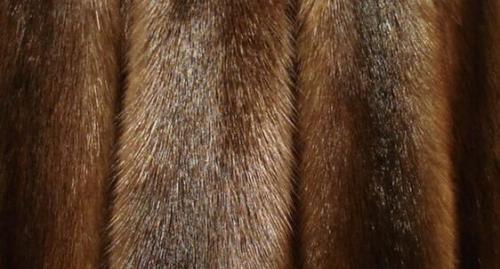 Губернатор американского штата Калифорния Гэвин ньюсом подписал документ, содержащий ряд мер, которые направлены на защиту животных. 03