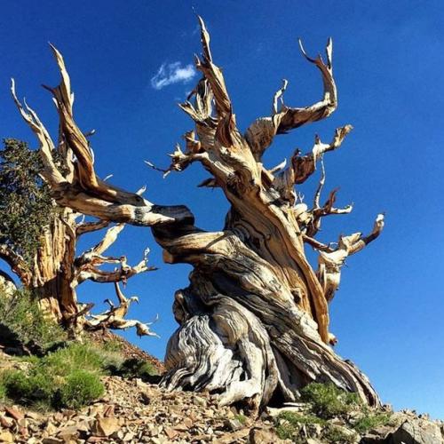 Фото: старейшие деревья мира. 03