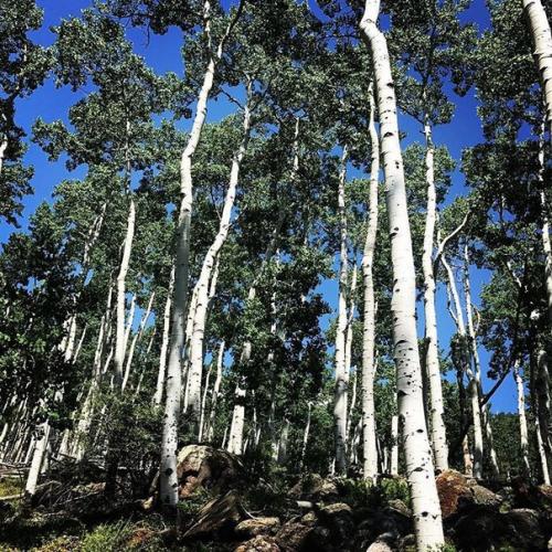 Фото: старейшие деревья мира. 07