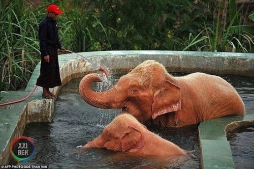 Розовые слоны существуют. 01