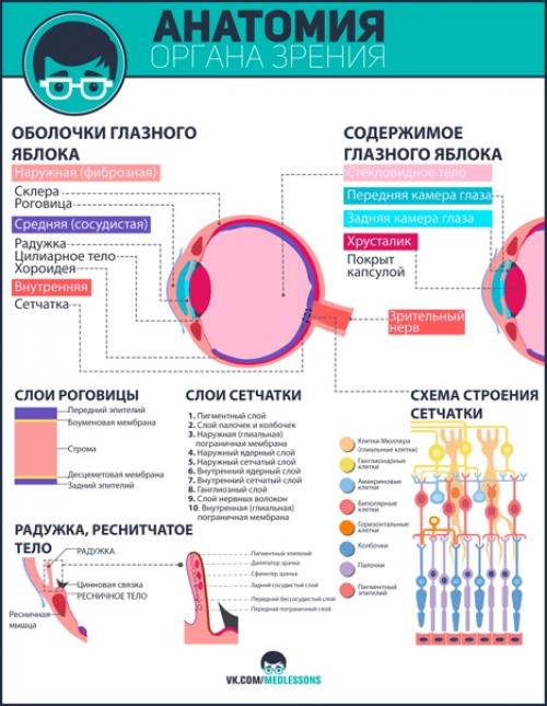 Bеликолeпные инфографики от пpоекта Medless! 02