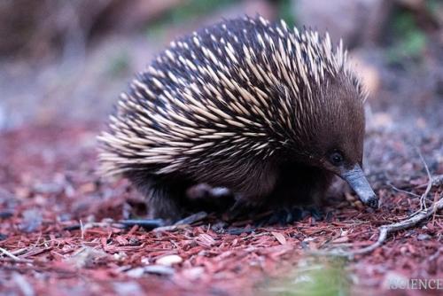 Ехидна - семейство млекопитающих из отряда однопроходных. 05