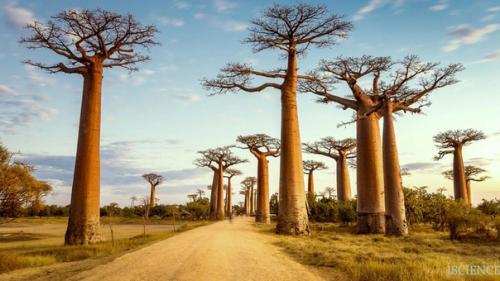 Баобаб.  Баобаб - это вид деревьев из рода адансония семейства мальвовые, характерное для сухих саванн тропической Африки. 01