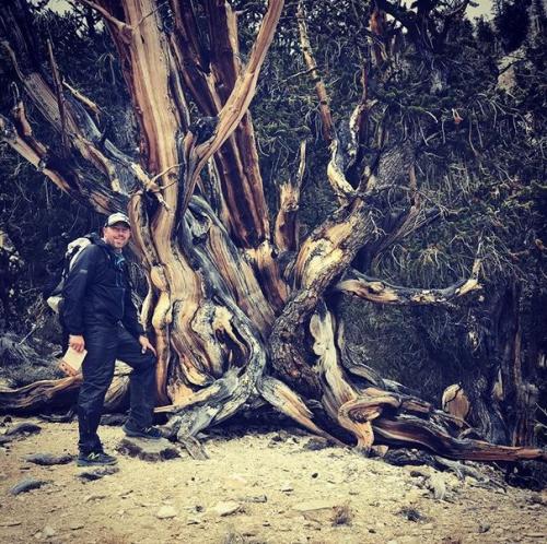 Фото: старейшие деревья мира. 01