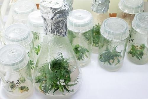 Ученые прорастили семена цветов, которым 32000 лет. 03