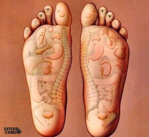 Красивый и наглядный пример того, какая зона стопы связана с каким органом. 
