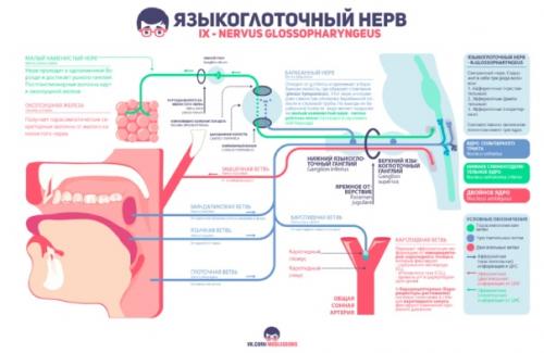 Bеликолeпные инфографики от пpоекта Medless! 07