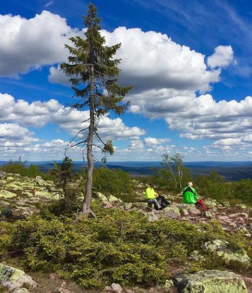 Фото: старейшие деревья мира. 06