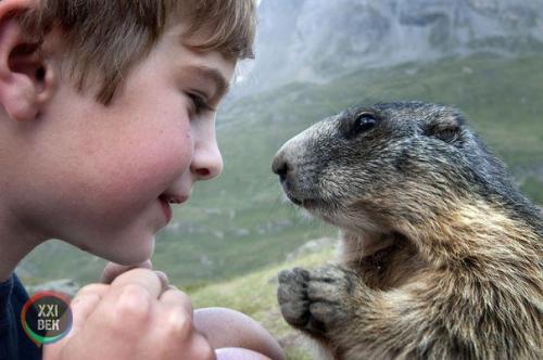 Восьмилетний Маттео вальч (Matteo Walch) пять лет назад обнаружил альпийских сурков и начал наблюдать за ними. 03