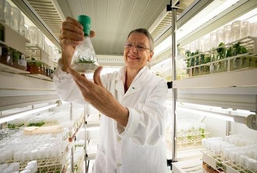 Ученые прорастили семена цветов, которым 32000 лет. 01