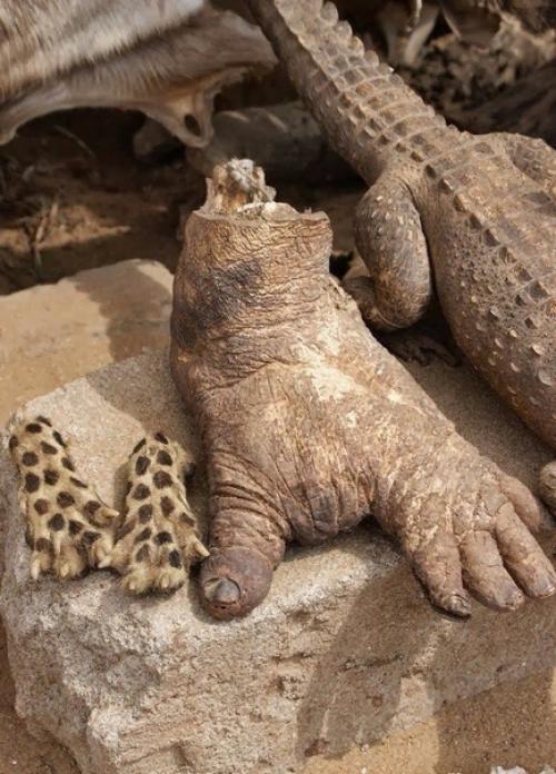 Рынок вуду в Африке. 06