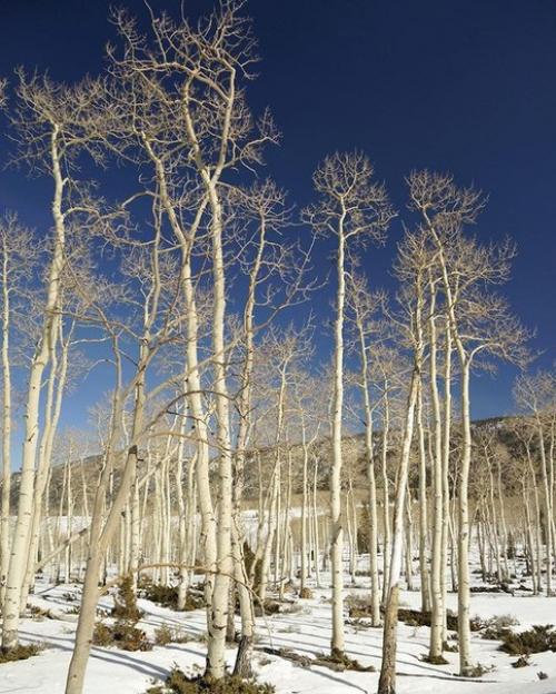 Фото: старейшие деревья мира. 08