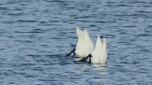 Фотографии самого настоящего лебединого озера. 03