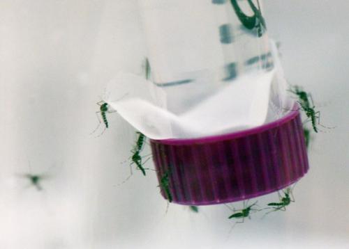 Ну, приехали.  В России зафиксирован первый случай лихорадки зика.