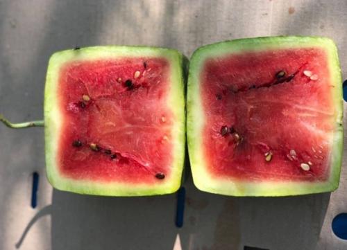 Женщина надеялась, что арбуз будет просто неземным и невероятно вкусным. 03