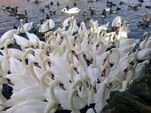 Фотографии самого настоящего лебединого озера. 04