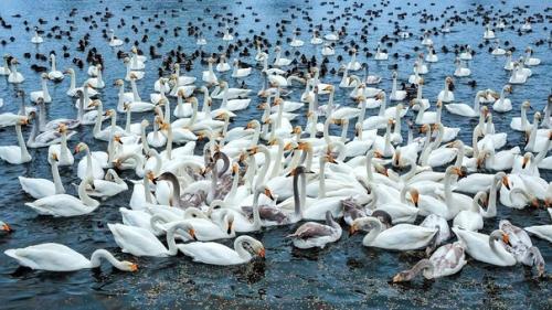 Фотографии самого настоящего лебединого озера. 08