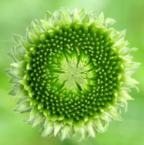 Спираль фибоначчи. Ezomir. 07