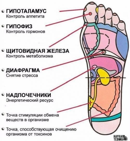 7 активных точек на стопе вернут тебя к жизни за пару минут! 7 активных точек на стопе вернут тебя к жизни за пару минут!