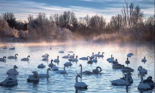 Фотографии самого настоящего лебединого озера. 07