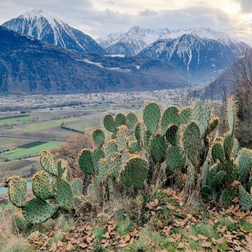 Из-за изменения климата Альпы поросли кактусами. 03
