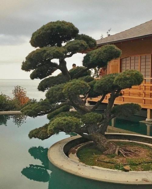 Серия фото из японского caда в парке имени Айвазовскoгo, Крым. 03