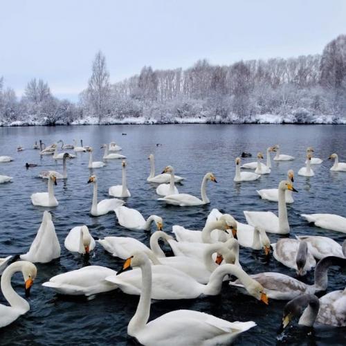 Фотографии самого настоящего лебединого озера. 05