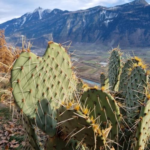 Из-за изменения климата Альпы поросли кактусами. 02