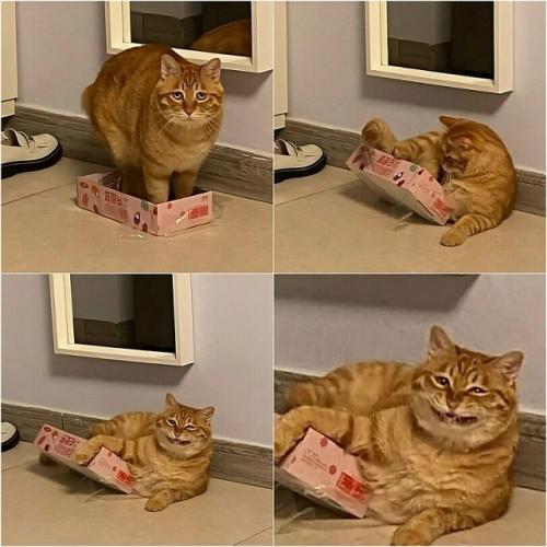 Ученые и специалисты по поведению животных объяснили, почему коты так обожают коробки.  