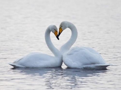 Фотографии самого настоящего лебединого озера. 02