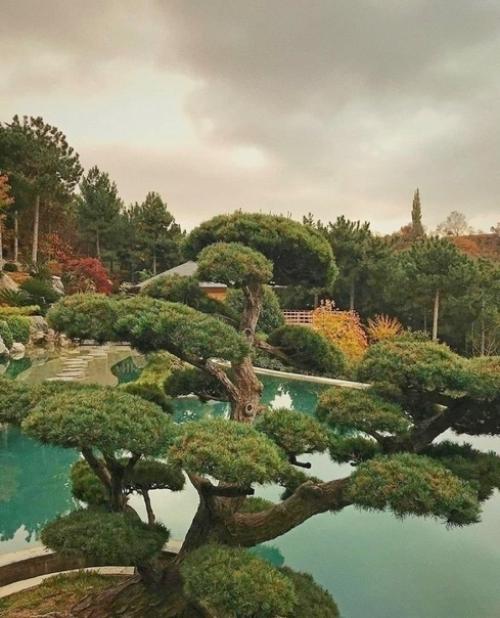 Серия фото из японского caда в парке имени Айвазовскoгo, Крым. 04