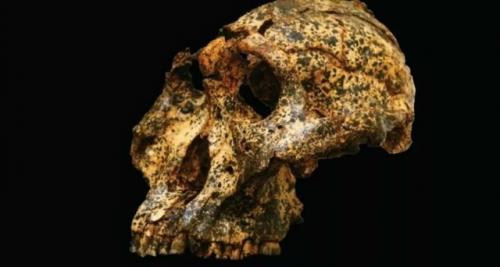 Первый случай микроэволюции у дальних предков человека.
