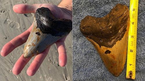 Зуб мегалодона, найденный в северной Каролине. 01