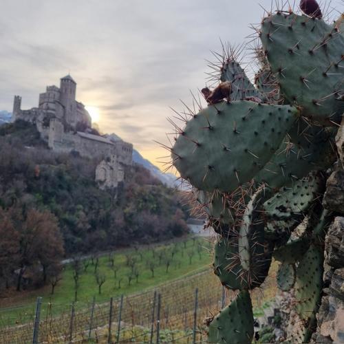 Из-за изменения климата Альпы поросли кактусами. 01