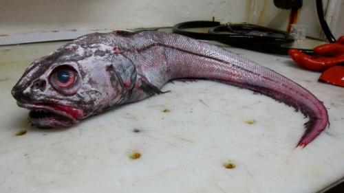 Морские чудовища, живущие в глубине океана. 03