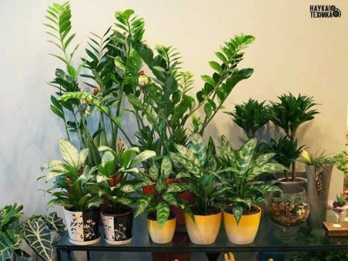 Полезные комнатные растения! 

