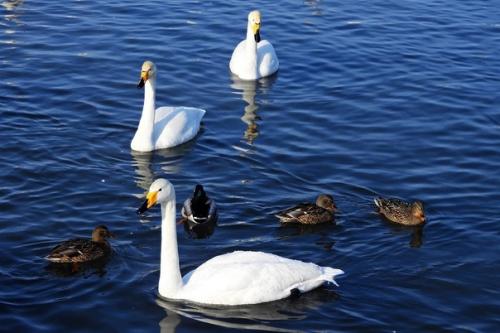 Фотографии самого настоящего лебединого озера. 06