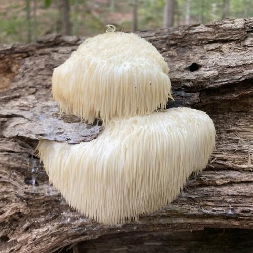 Ученые из Австралии и южной Кореи нашли гриб, улучшающий память. 02