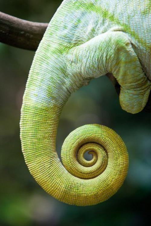 Спираль фибоначчи. Ezomir. 04