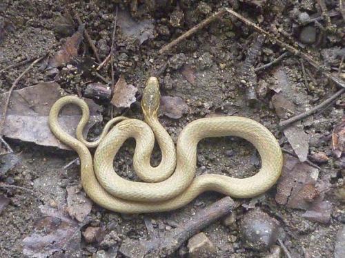 Японский уж (лат.