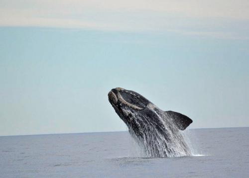 Южный гладкий кит. 02